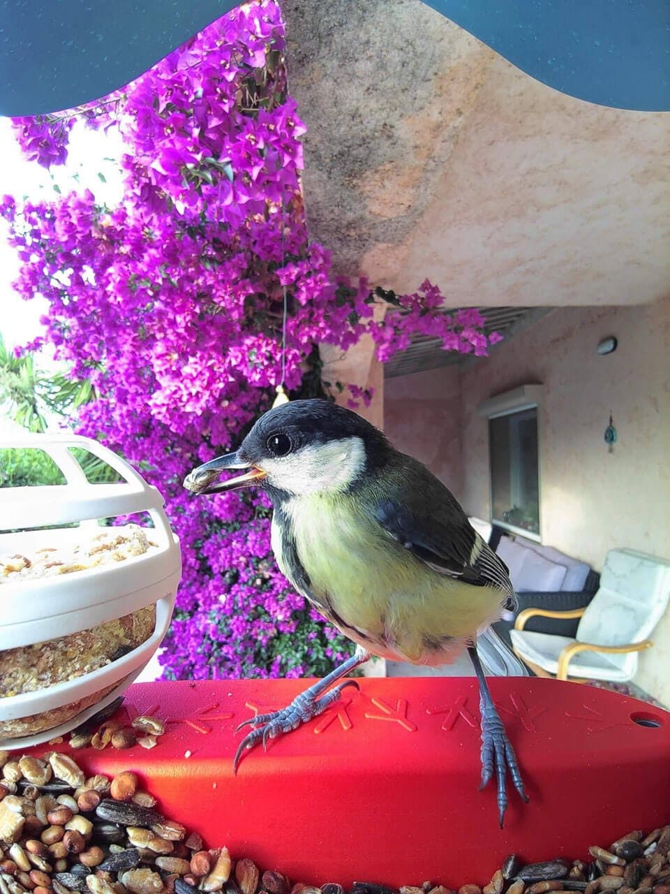 Your bird feeder now sends you portrait photography of its guests. The birds are unaware.
